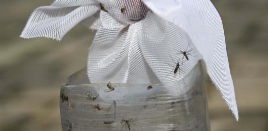 La situación de dengue en Jalisco pudo haber sido peor, afirma la SSJ