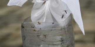 Una biofábrica de mosquitos en Colombia lucha contra el dengue y la desinformación