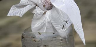 Se duplican los casos de dengue de una semana a otra