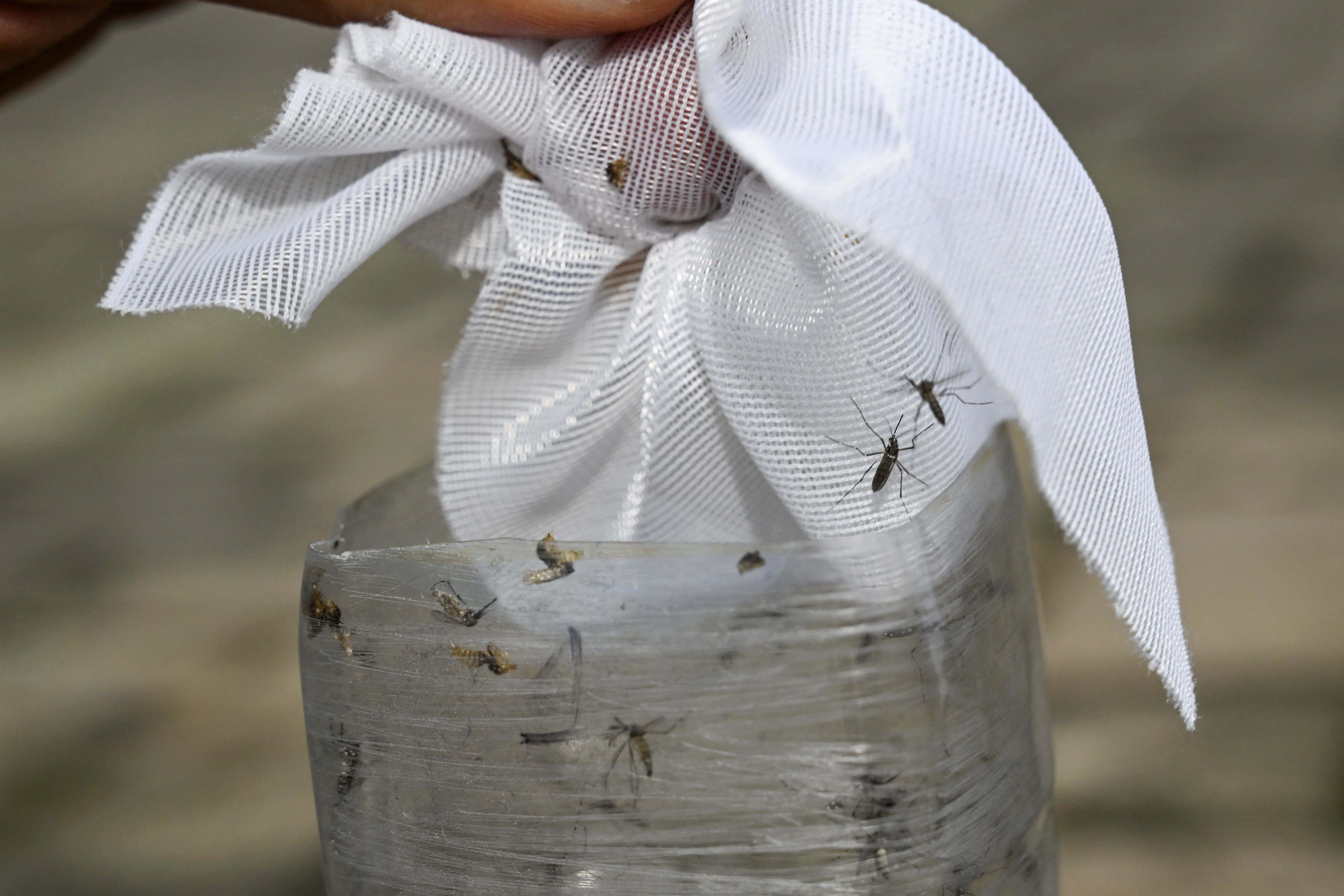 Incluso con síntomas leves, animan a embarazadas a hacer chequeo contra el dengue