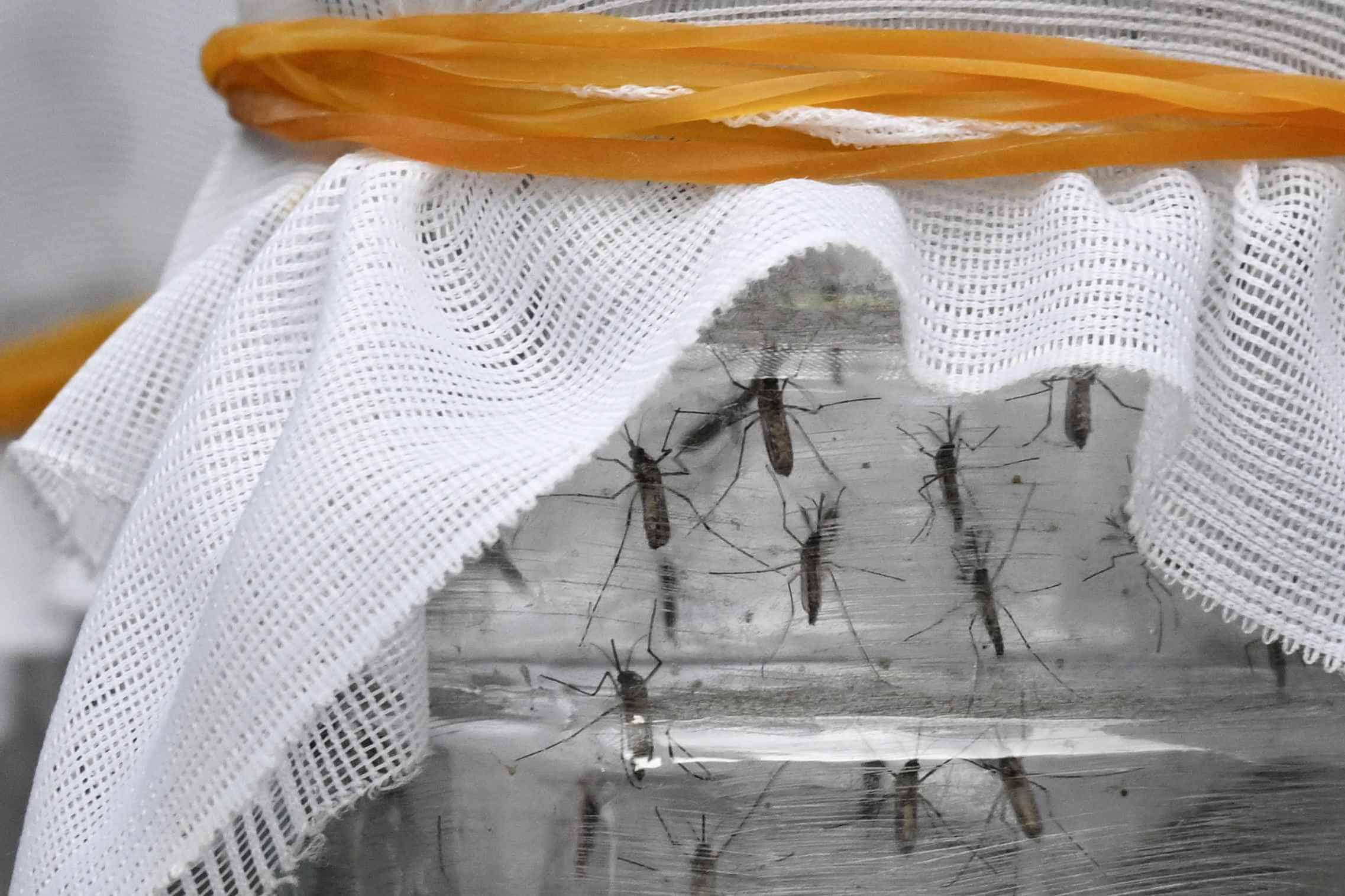 Una biofábrica de mosquitos en Colombia lucha contra el dengue y la desinformación