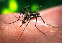 Brote de dengue en la región: 81 casos confirmados en la Jurisdicción Sanitaria Número 7
