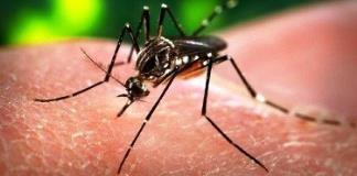 Brote de dengue en la región: 81 casos confirmados en la Jurisdicción Sanitaria Número 7