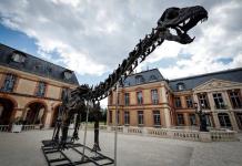 Se subastará en Francia el fósil del dinosaurio más grande jamás puesto a la venta