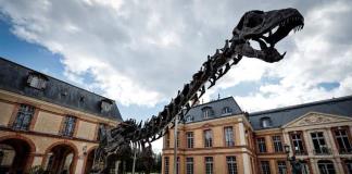 Se subastará en Francia el fósil del dinosaurio más grande jamás puesto a la venta