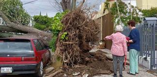Ignoran daños en vivienda, 12 horas después de derribo de árbol