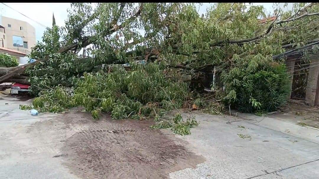 Ignoran daños en vivienda, 12 horas después de derribo de árbol