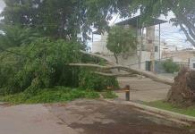 Ignoran árboles caídos por tormenta en el Sur de Zapopan; llevan dos días sin luz