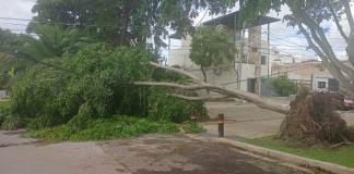 Ignoran árboles caídos por tormenta en el Sur de Zapopan; llevan dos días sin luz