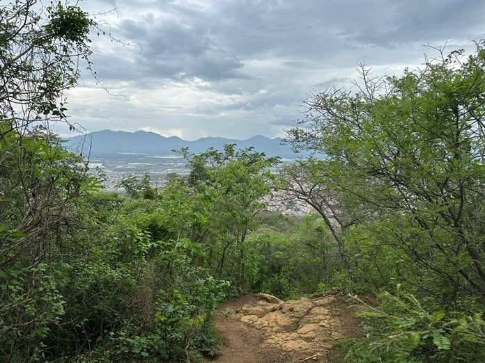 Realizarán reforestación en Los Ocotillos, invitan a la ciudadanía a plantar