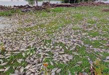 Miles de peces muertos en el Río Santiago; la CEA abre investigación