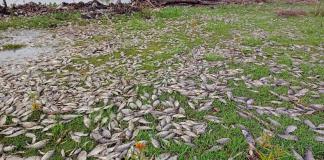 Miles de peces muertos en el Río Santiago; la CEA abre investigación