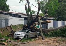 Árbol que derribó la tormenta sobre auto tenía 10 años reportado por riesgos