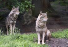 La recuperación del lobo gris genera preocupación y alegría en Europa