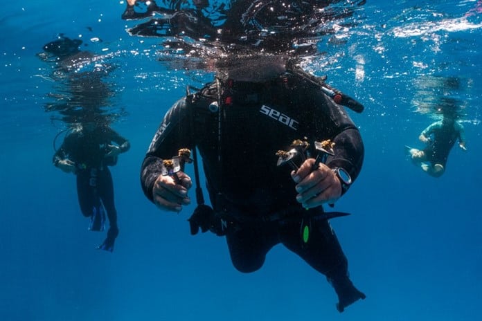 Chipre instala el primer vivero flotante de coral del Mediterráneo