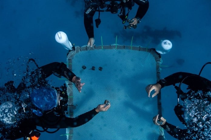 Chipre instala el primer vivero flotante de coral del Mediterráneo