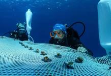 Chipre instala el primer vivero flotante de coral del Mediterráneo