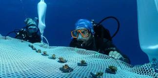 Chipre instala el primer vivero flotante de coral del Mediterráneo