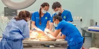 El hospital del Zoológico Guadalajara realiza la primera cirugía ante visitantes