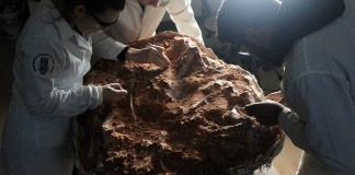 Hallan fósil de dinosaurio de 230 millones de años tras lluvias en sur de Brasil