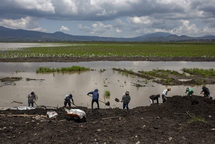 En México, rescatan al lago de Pátzcuaro con peces blancos y limpieza de manantiales