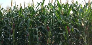 Sin certeza de precio justo por tonelada de maíz en Jalisco