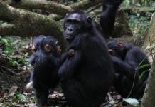 Los chimpancés gesticulan rápidamente como en las conversaciones humanas