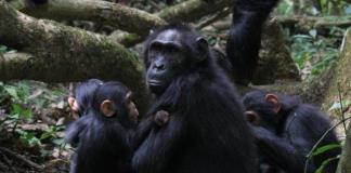 Los chimpancés gesticulan rápidamente como en las conversaciones humanas