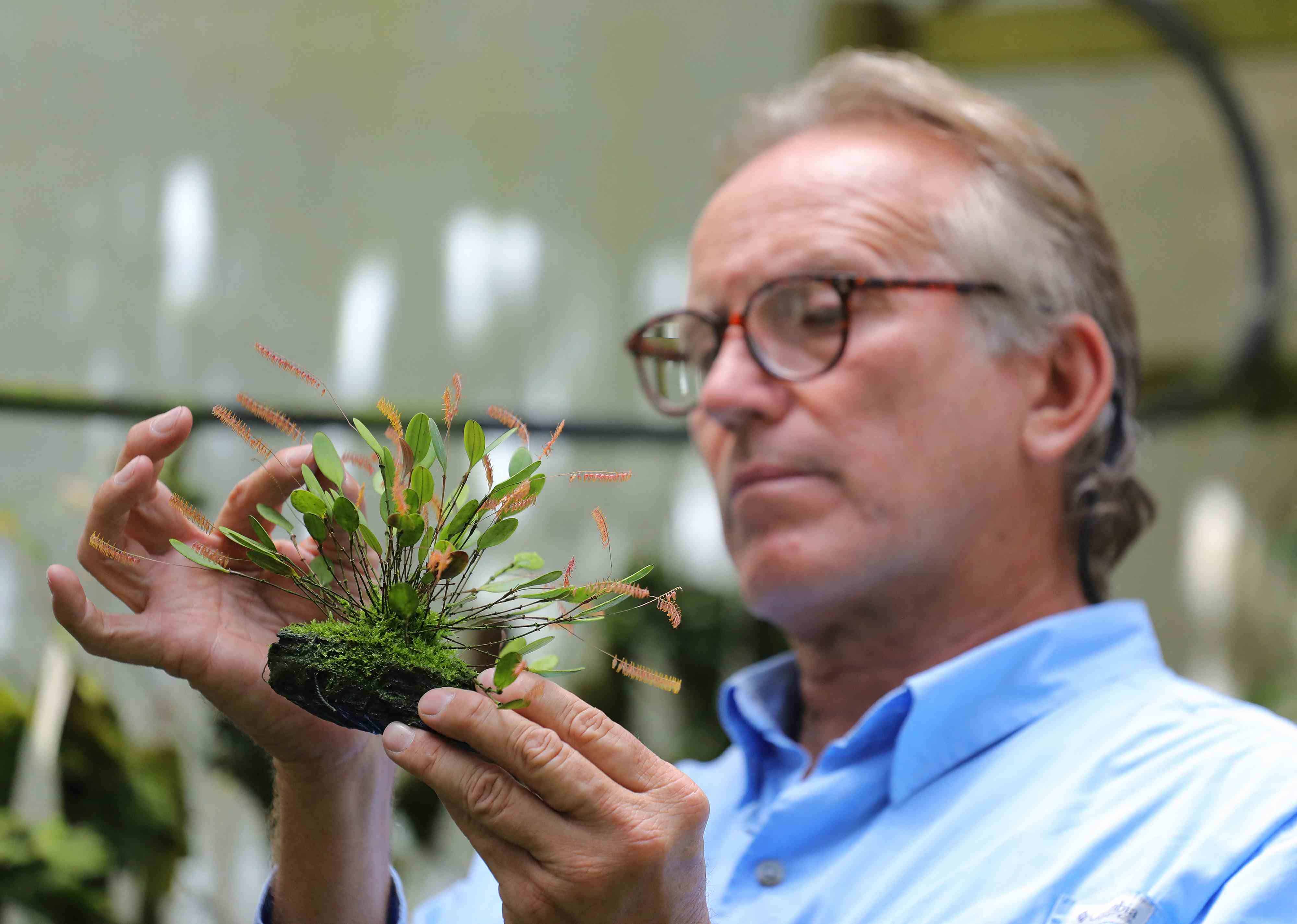 Un colombiano clona orquídeas al borde de la extinción