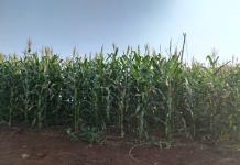 Jalisco, fuera del acuerdo de 96 dólares por tonelada de maíz que ofrece la industria 
