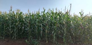 Jalisco, fuera del acuerdo de 96 dólares por tonelada de maíz que ofrece la industria 
