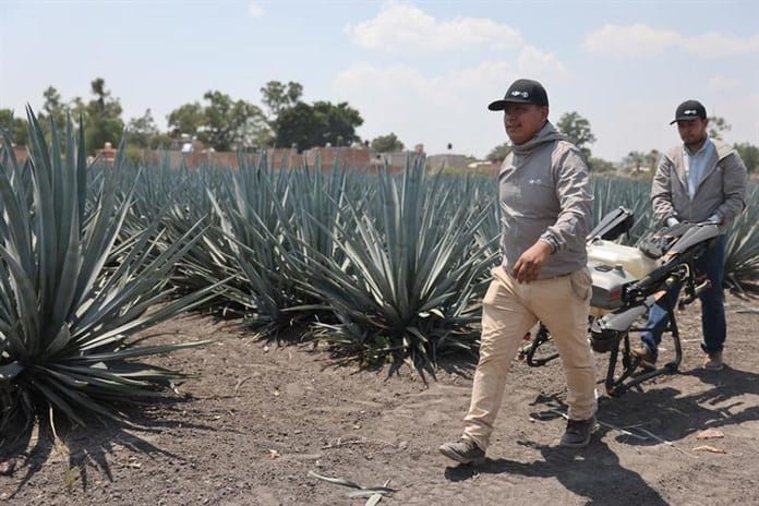 Agrotecnología china revitalizó campos de mi familia, asegura piloto mexicana de drones agrícolas