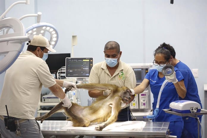 Un zoológico en México exhibe al público la atención clínica a 300 especies de animales