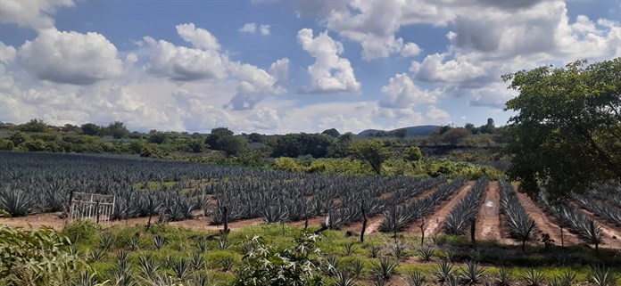 Tras explosión en La Rojeña, el fin de semana regresó el turismo y las visitas a las destiladoras en Tequila