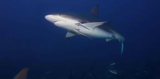 Hembras de una variedad de tiburones tienen crías solas en Italia