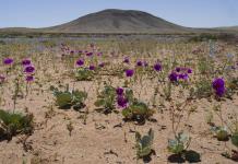 Las plantas en hábitats extremos muestran una diversidad única de formas y funciones