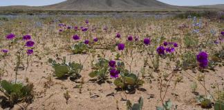 Las plantas en hábitats extremos muestran una diversidad única de formas y funciones