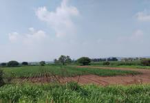 Mitad de productores de maíz en Jalisco, en problemas para comercializar su producto