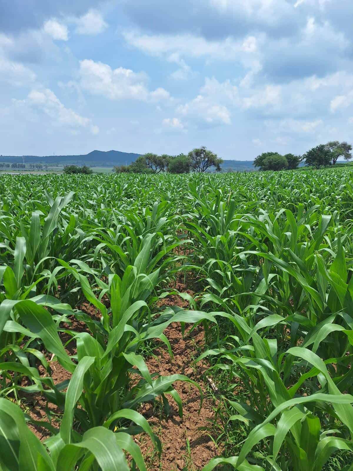 Mitad de productores de maíz en Jalisco, en problemas para comercializar su producto