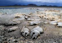 La falta de lluvia seca tres lagunas y mata miles de peces en el norte de México