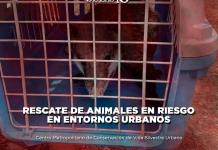 Rescate de animales en riesgo en entornos urbanos - El Expresso de las 10 - Mi. 14 Agosto 2024