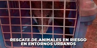 Rescate de animales en riesgo en entornos urbanos - El Expresso de las 10 - Mi. 14 Agosto 2024