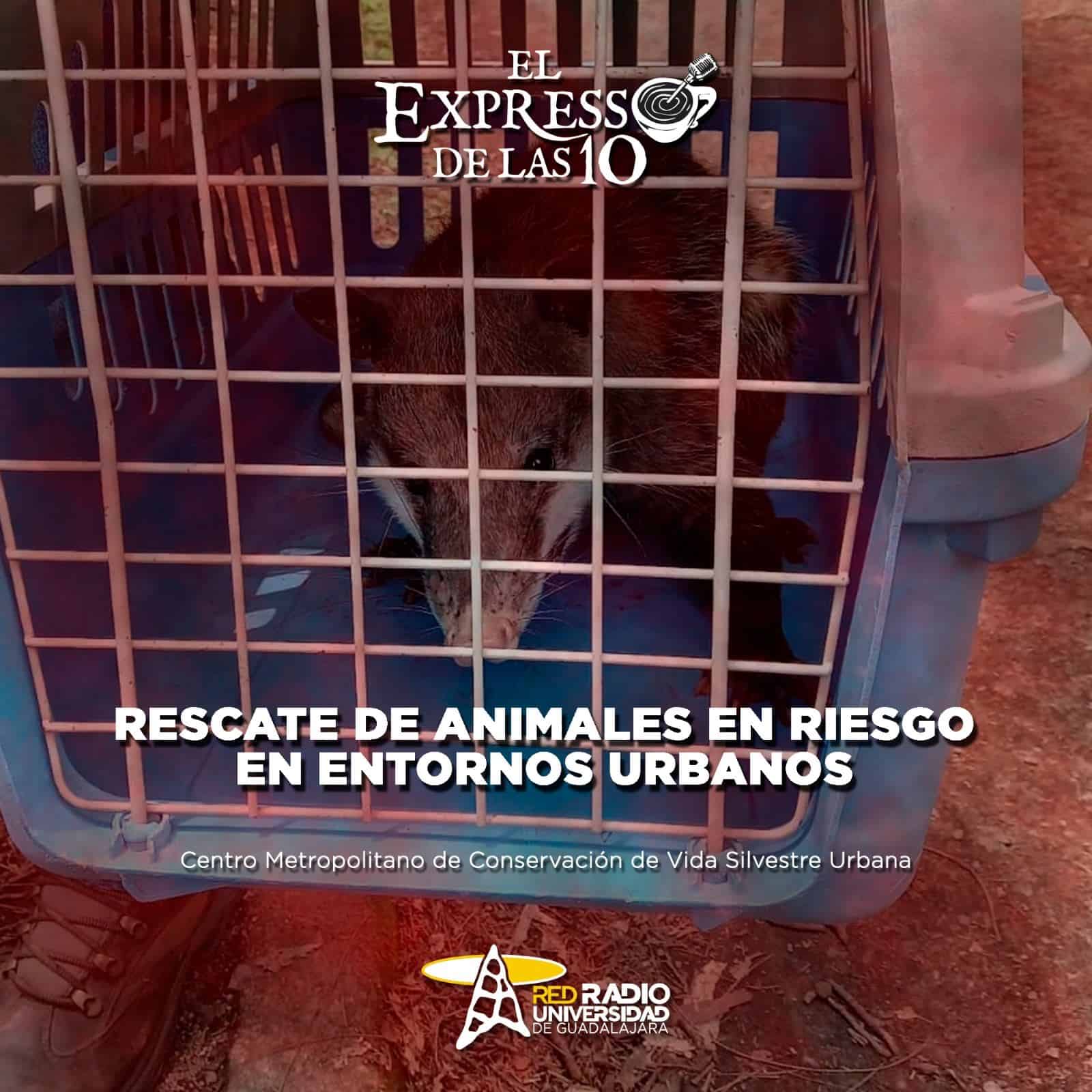 Rescate de animales en riesgo en entornos urbanos - El Expresso de las 10 - Mi. 14 Agosto 2024