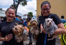 Crece la población de mascotas domésticas en metrópolis latinoamericanas