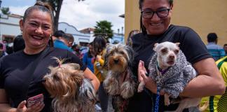 Crece la población de mascotas domésticas en metrópolis latinoamericanas