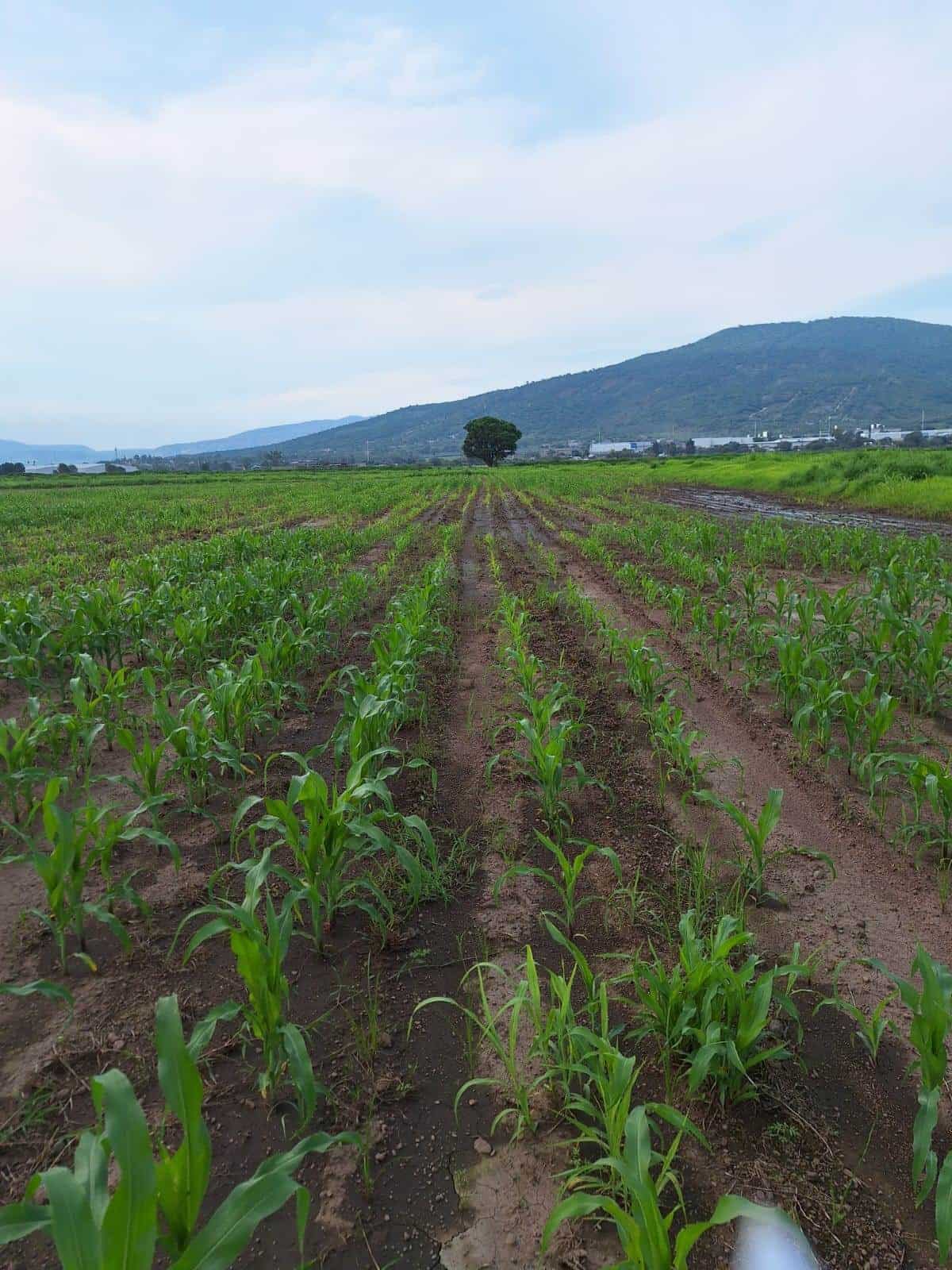 Falta de rentabilidad en precio del maíz orilla a cada vez más productores a abandonar el campo