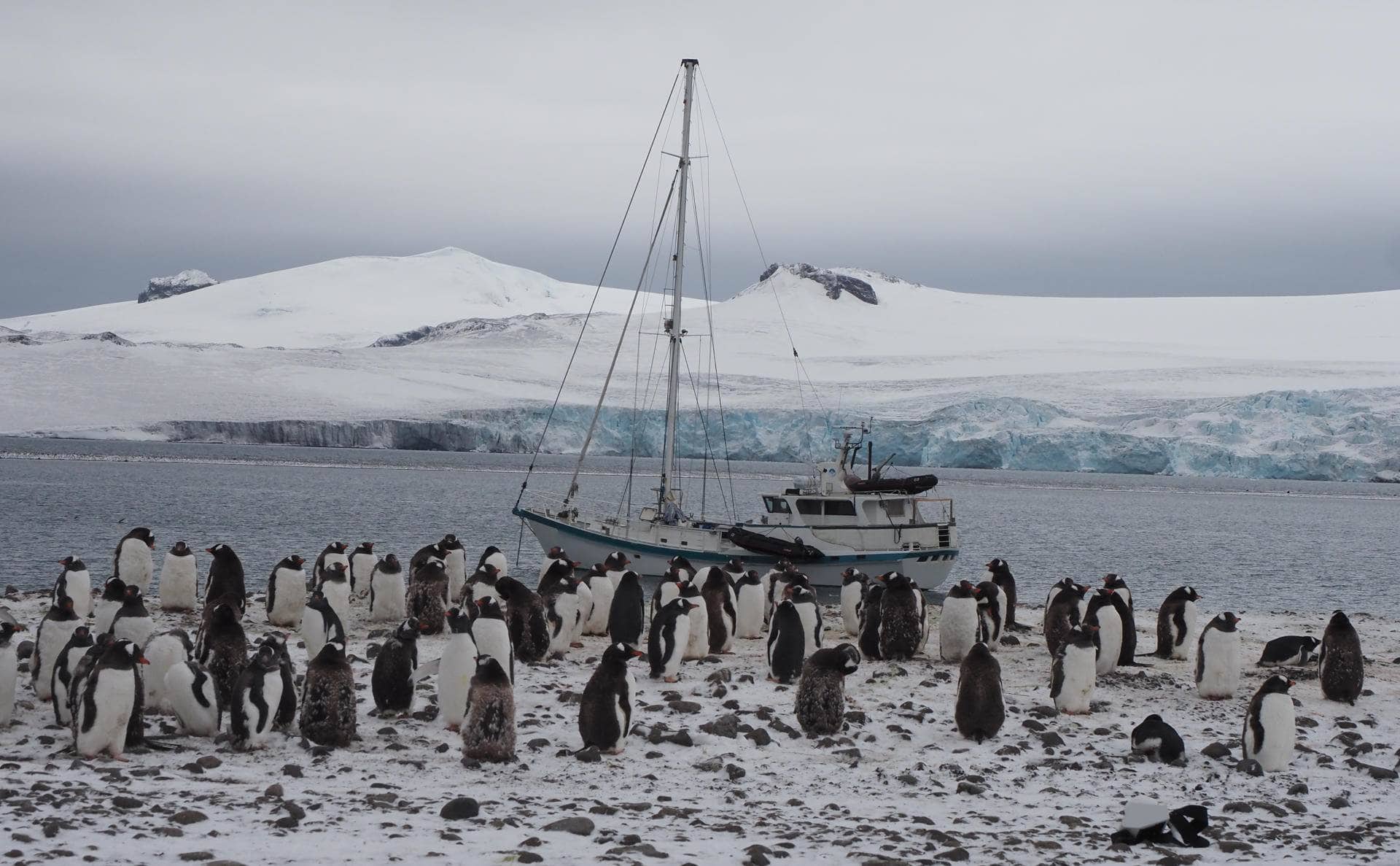 Inicia juicio por matanza de cientos de pingüinos en 2021 en Argentina