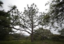 ¿Los baños de bosque previenen muertes prematuras? UdeG abre diplomado al respecto