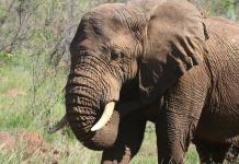 El zoológico nacional de Sudáfrica libera a su último elefante