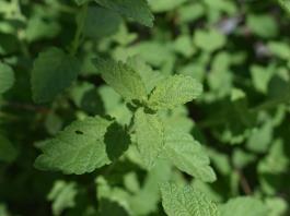 Orégano, el oro verde que reposa entre Jalisco y Zacatecas